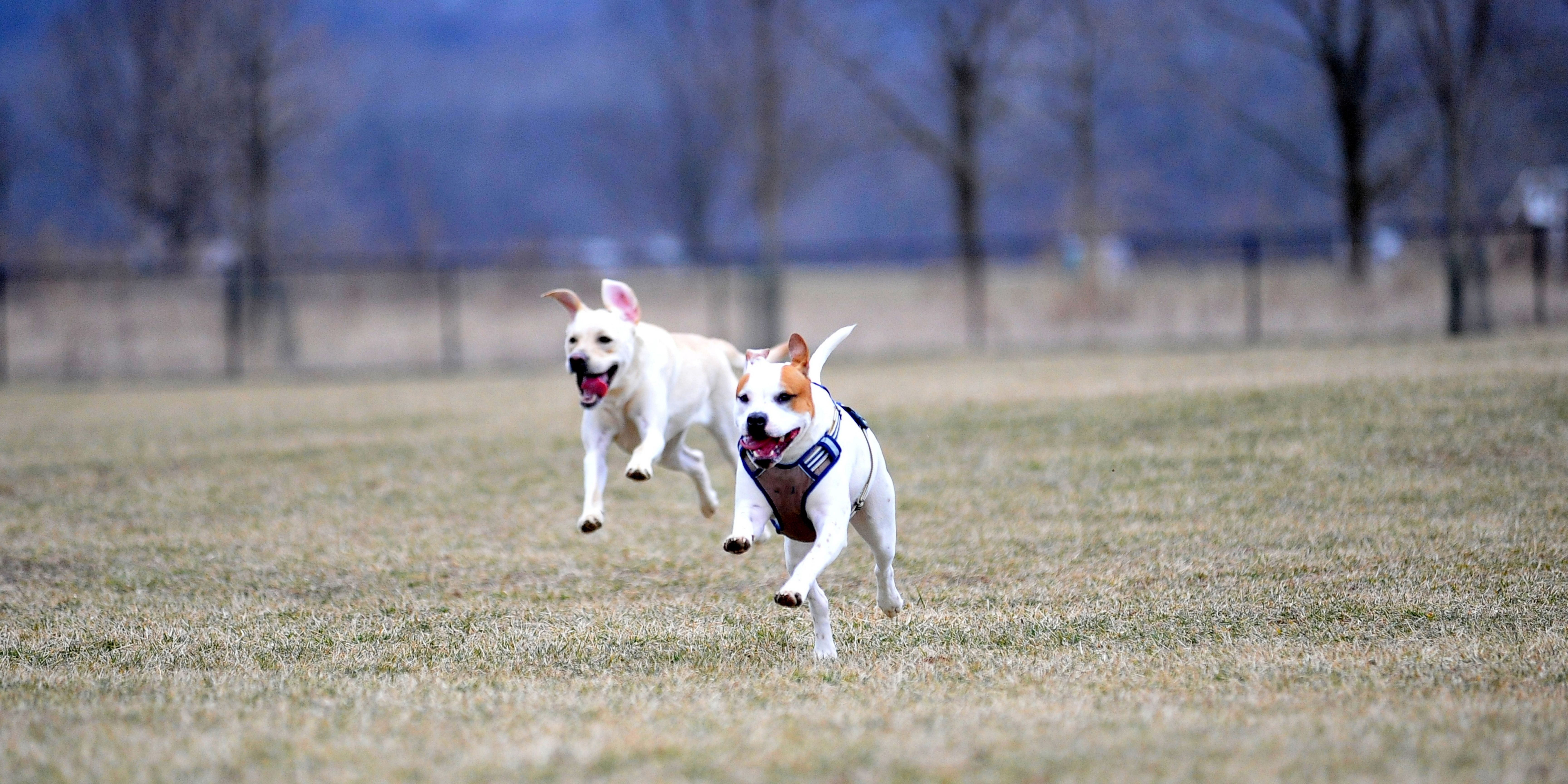 Two white dogs running on grass