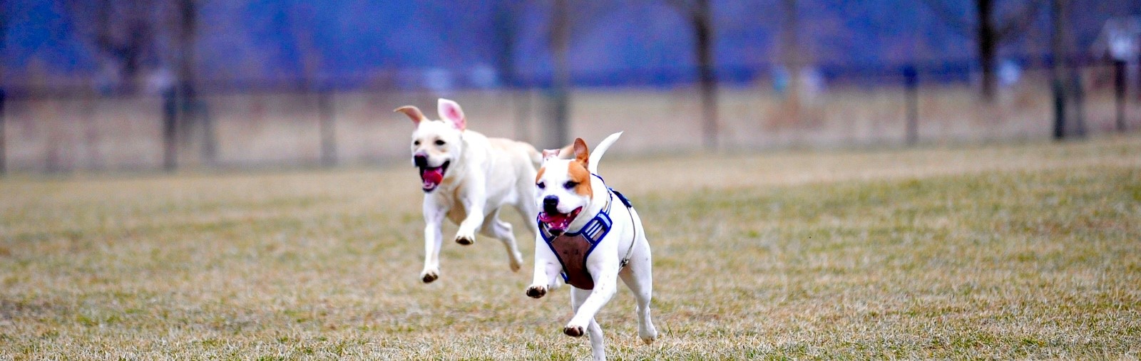 Happy dogs running at the park