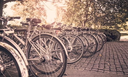 bicycles parked under trees