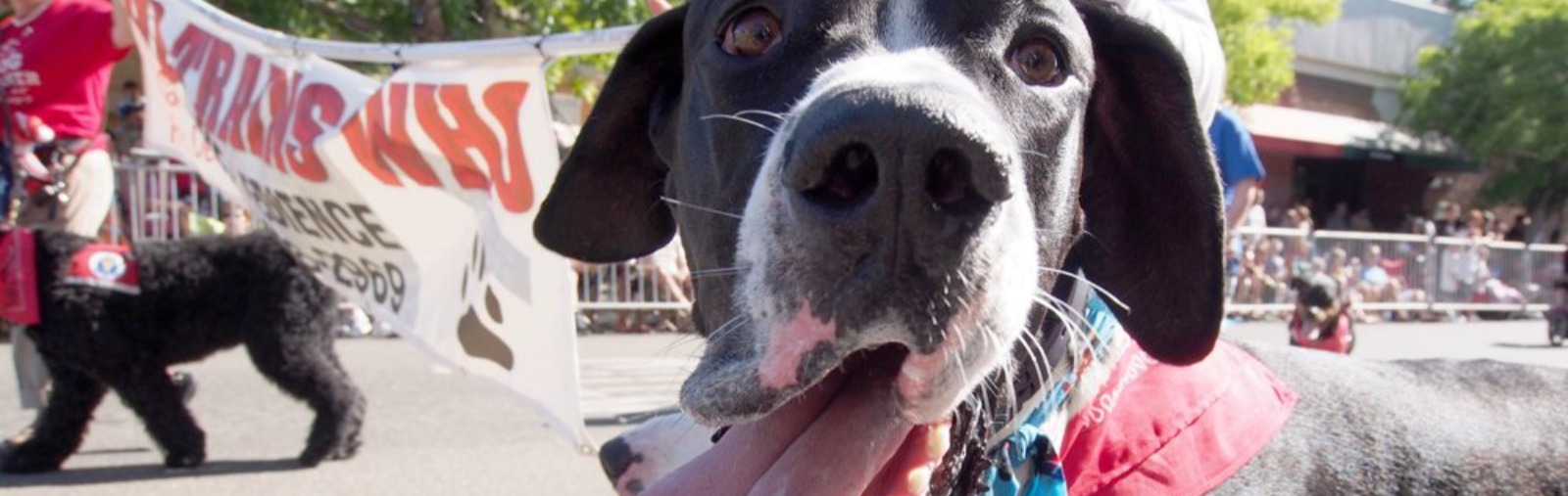 Dog in Parade