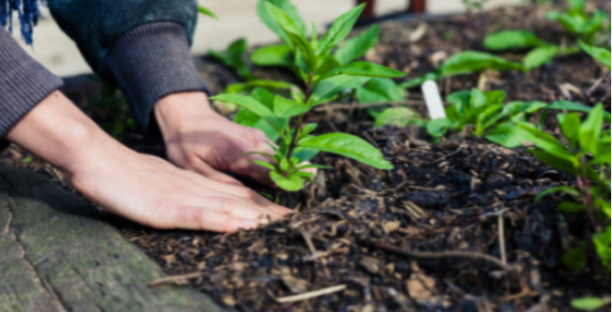 Person planting garden