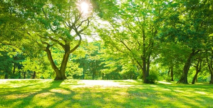 trees at park