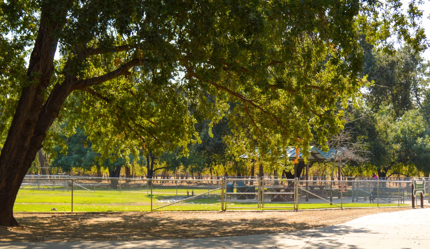 Dog park with big trees 