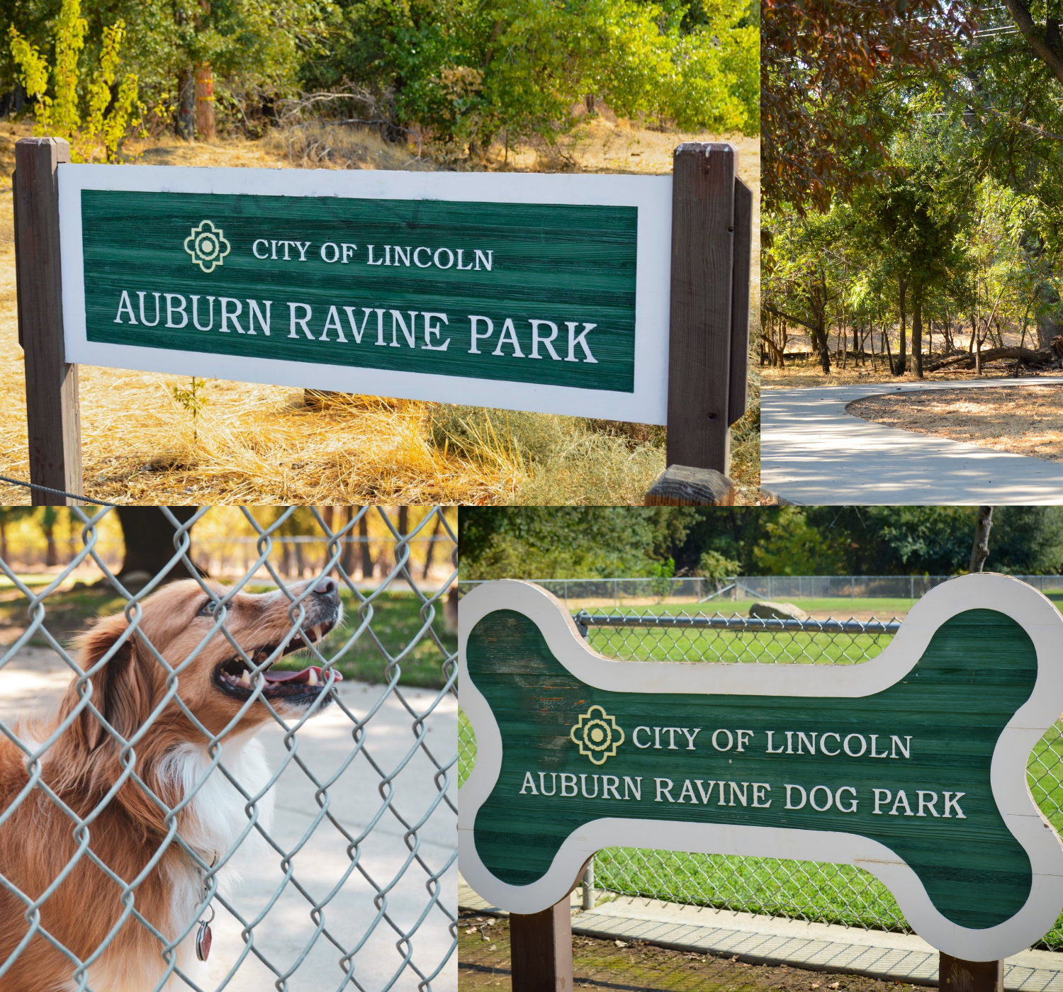 Photo collage of park and medium sized dog