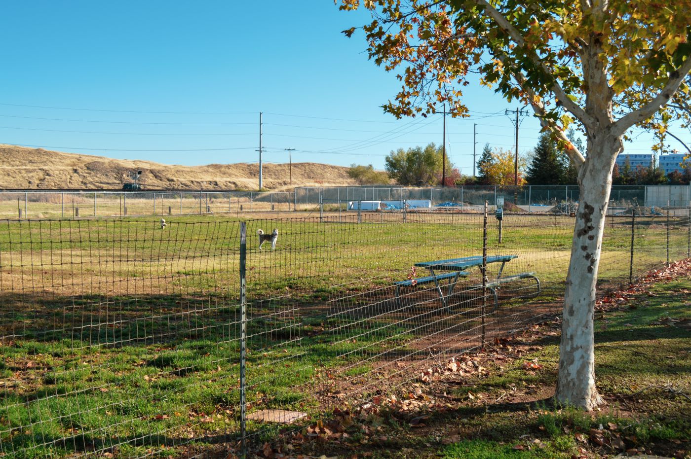 Dog park with an open space for activity