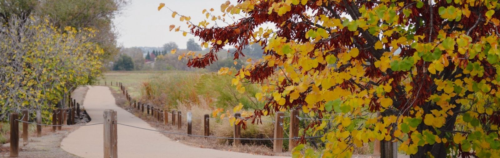 Dirt path with grass and trees changing colors in Autumn