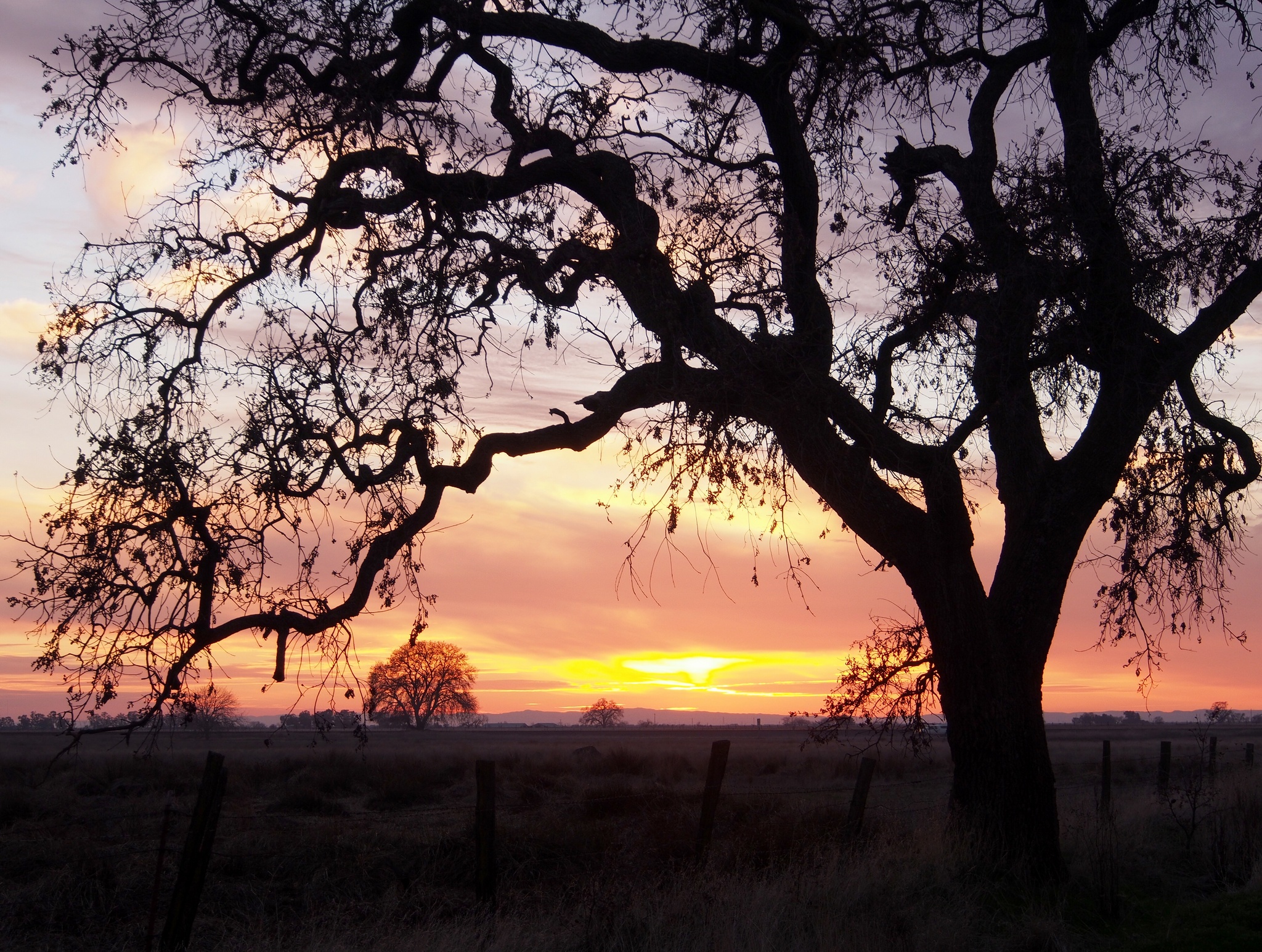 Oak Tree at Sunset