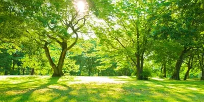 alt="trees at park"